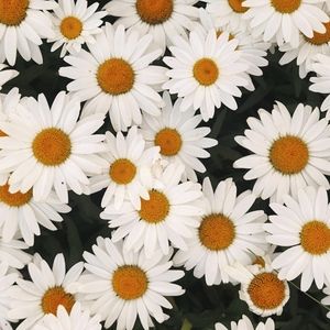 Meet your Posher, Penny